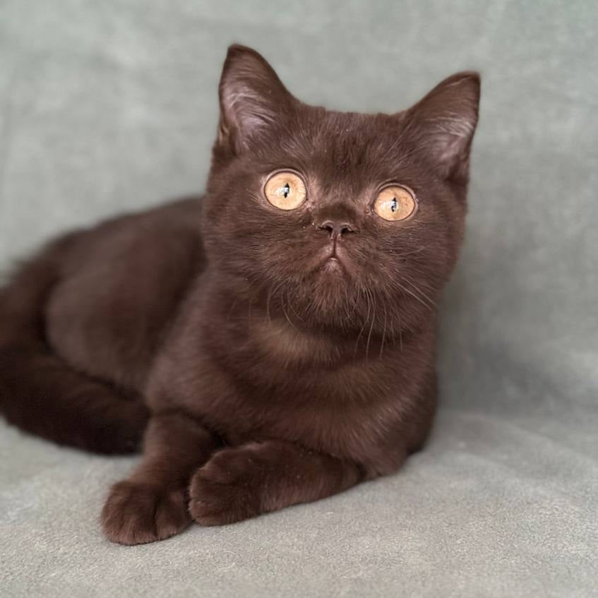 
                  
                    Clyde
                  
                