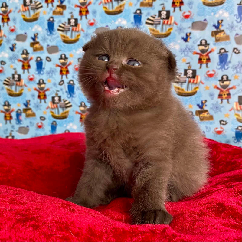 Baloo