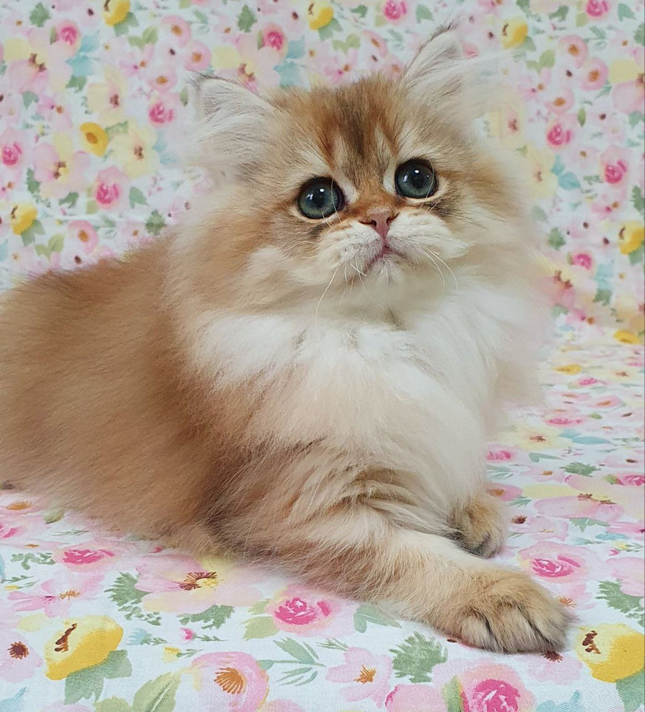 
                  
                    Suzie
                  
                