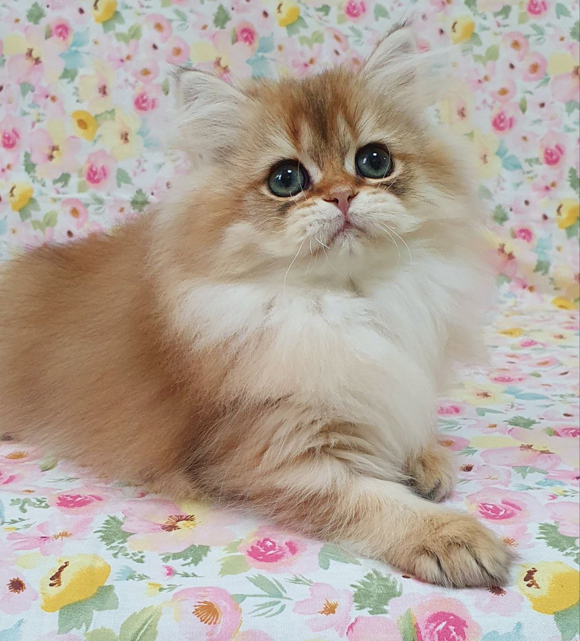 
                  
                    Suzie
                  
                