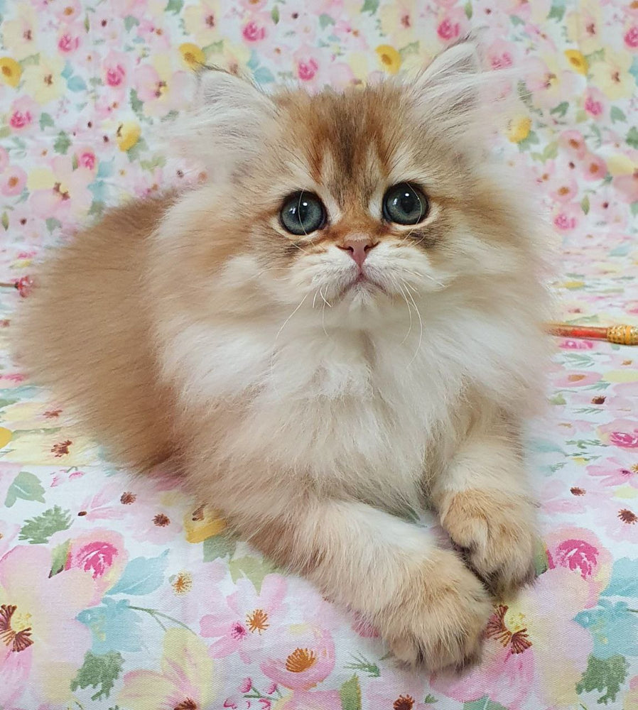 
                  
                    Suzie
                  
                