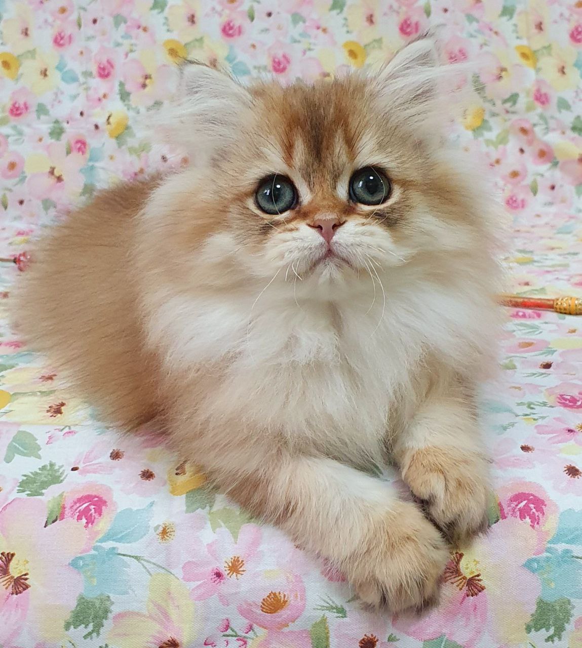
                  
                    Suzie
                  
                