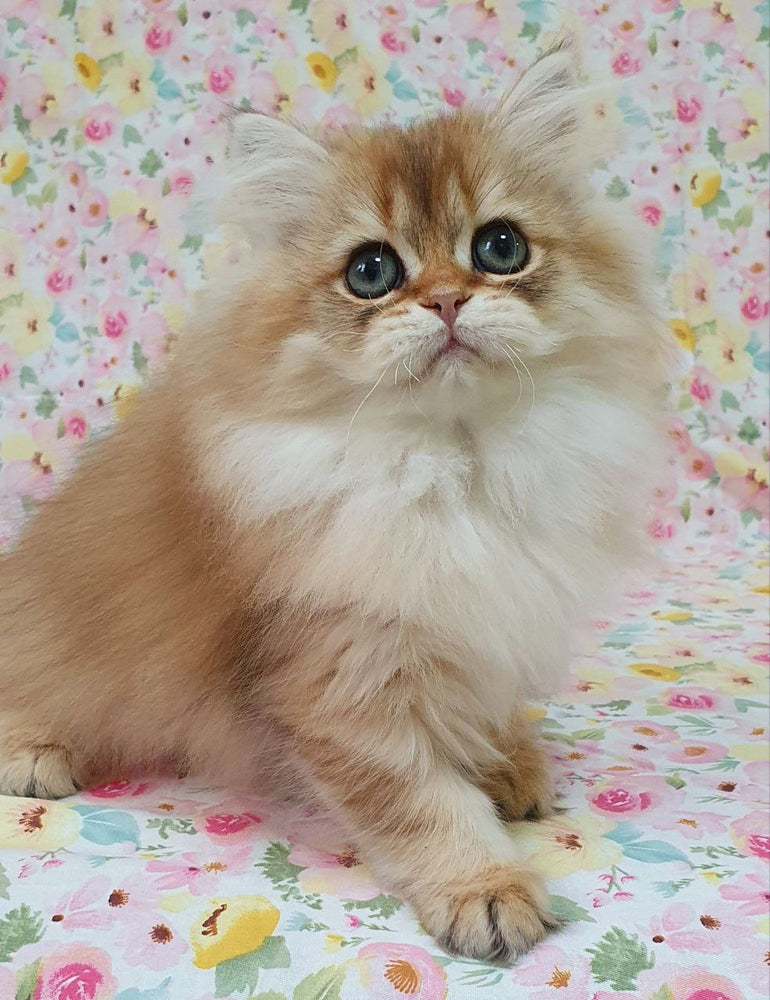 
                  
                    Suzie
                  
                