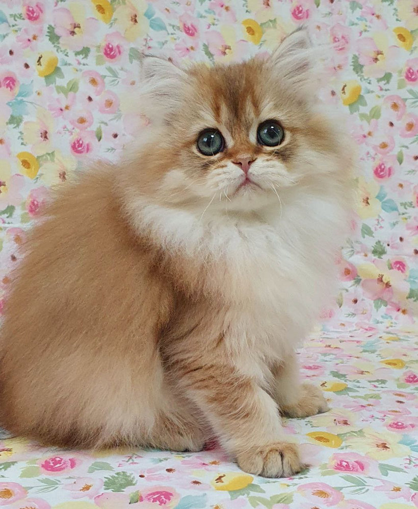 
                  
                    Suzie
                  
                
