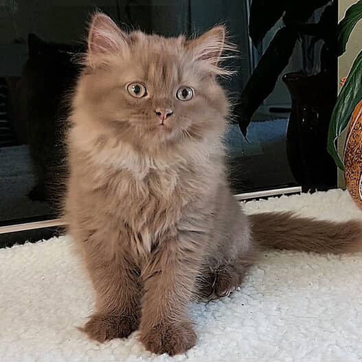 
                  
                    Eddi
                  
                