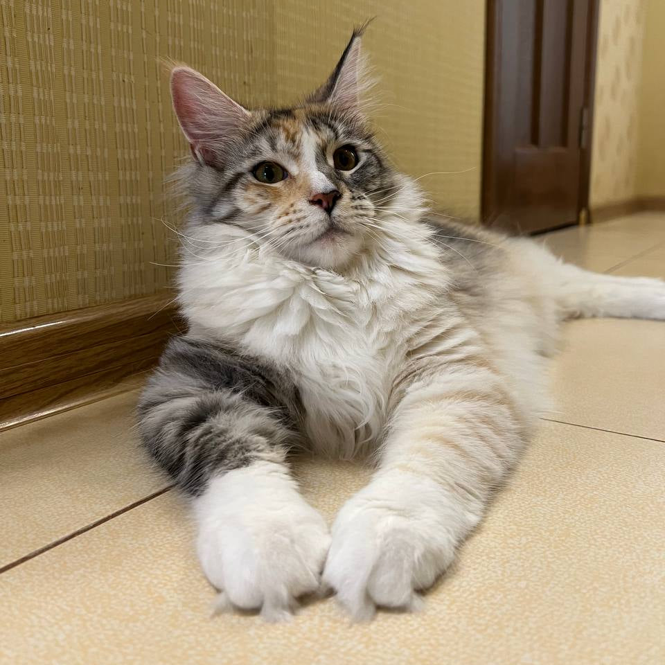 
                  
                    Fibi
                  
                