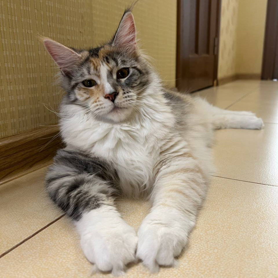 Fibi