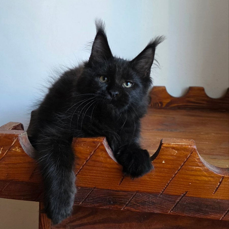 Pirate