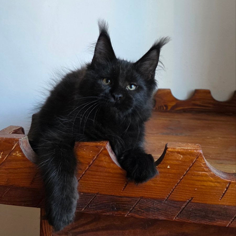 Pirate