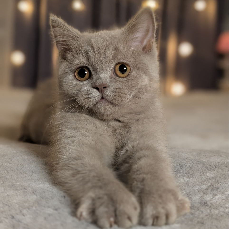 
                  
                    Xena
                  
                
