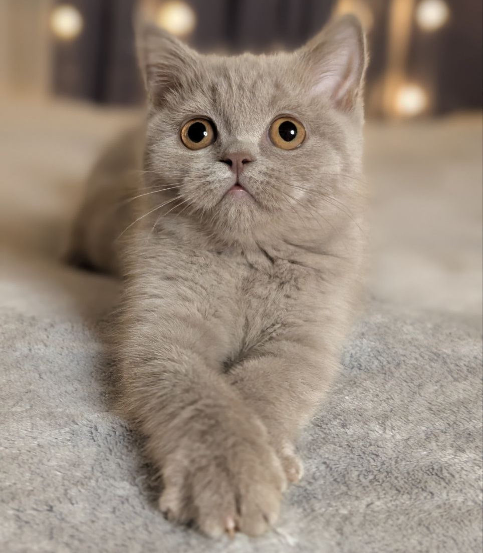 
                  
                    Xena
                  
                