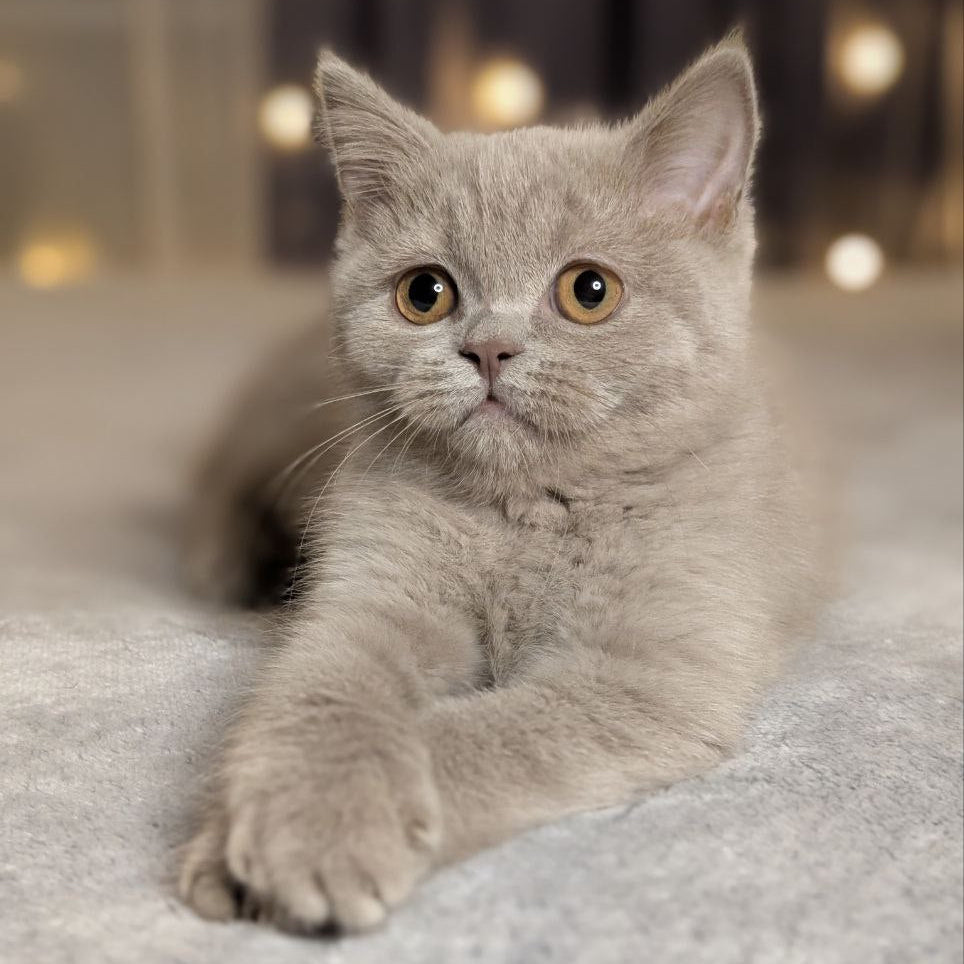 
                  
                    Xena
                  
                