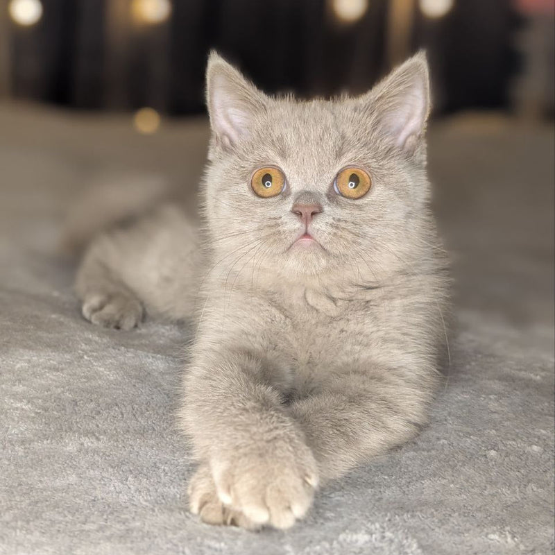 Xena