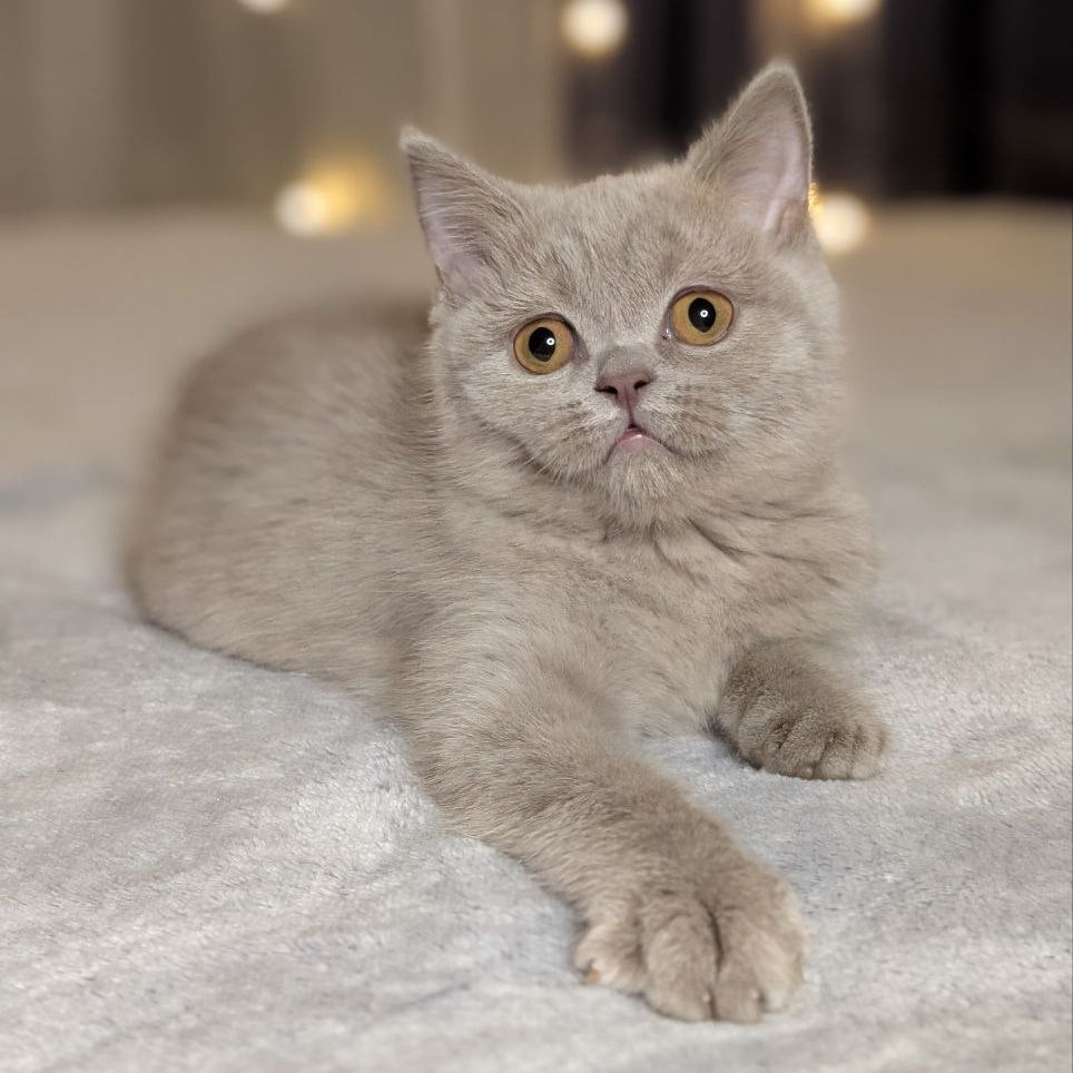 
                  
                    Xena
                  
                