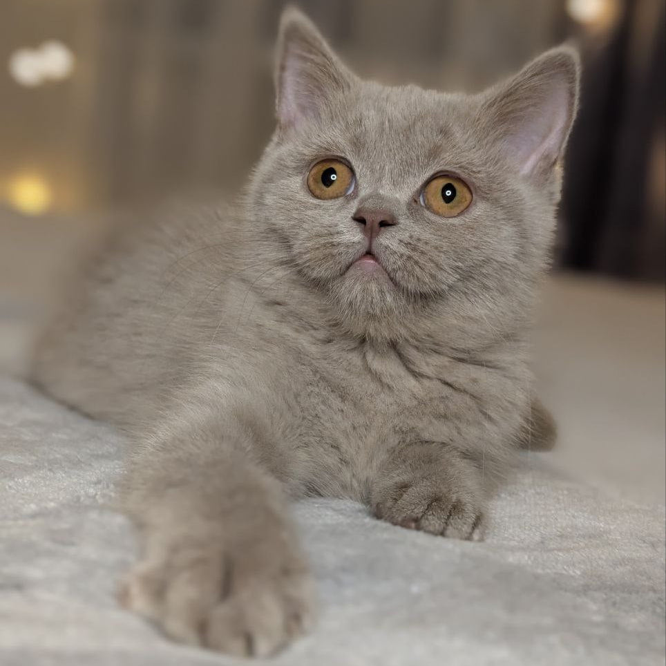 
                  
                    Xena
                  
                