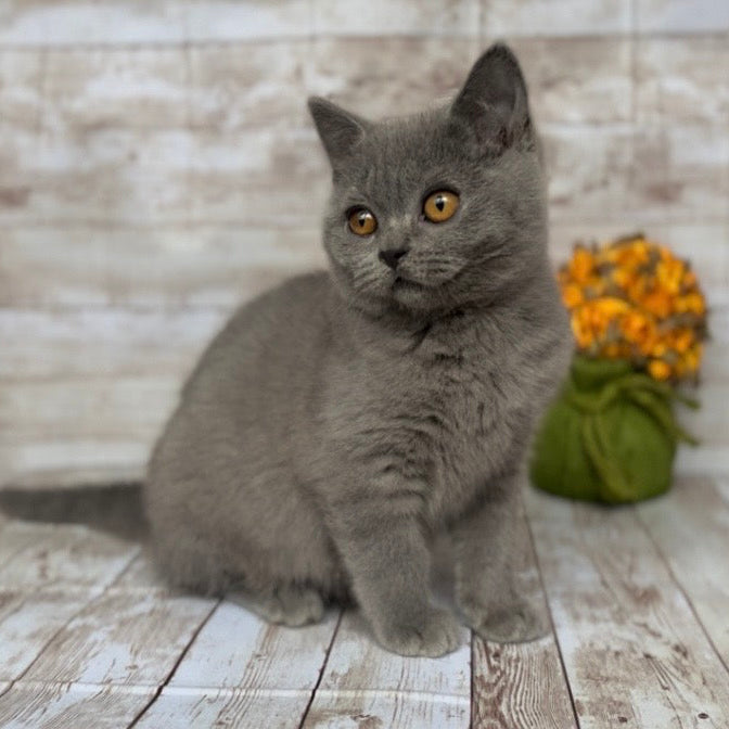 
                  
                    Milo
                  
                