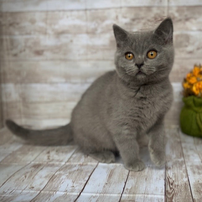 
                  
                    Milo
                  
                