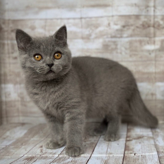 
                  
                    Milo
                  
                