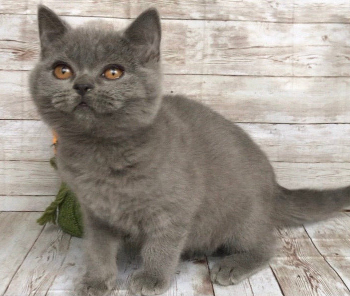 Milo