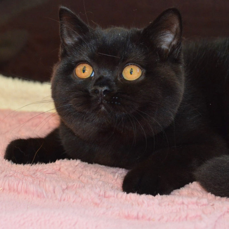 Bagheera