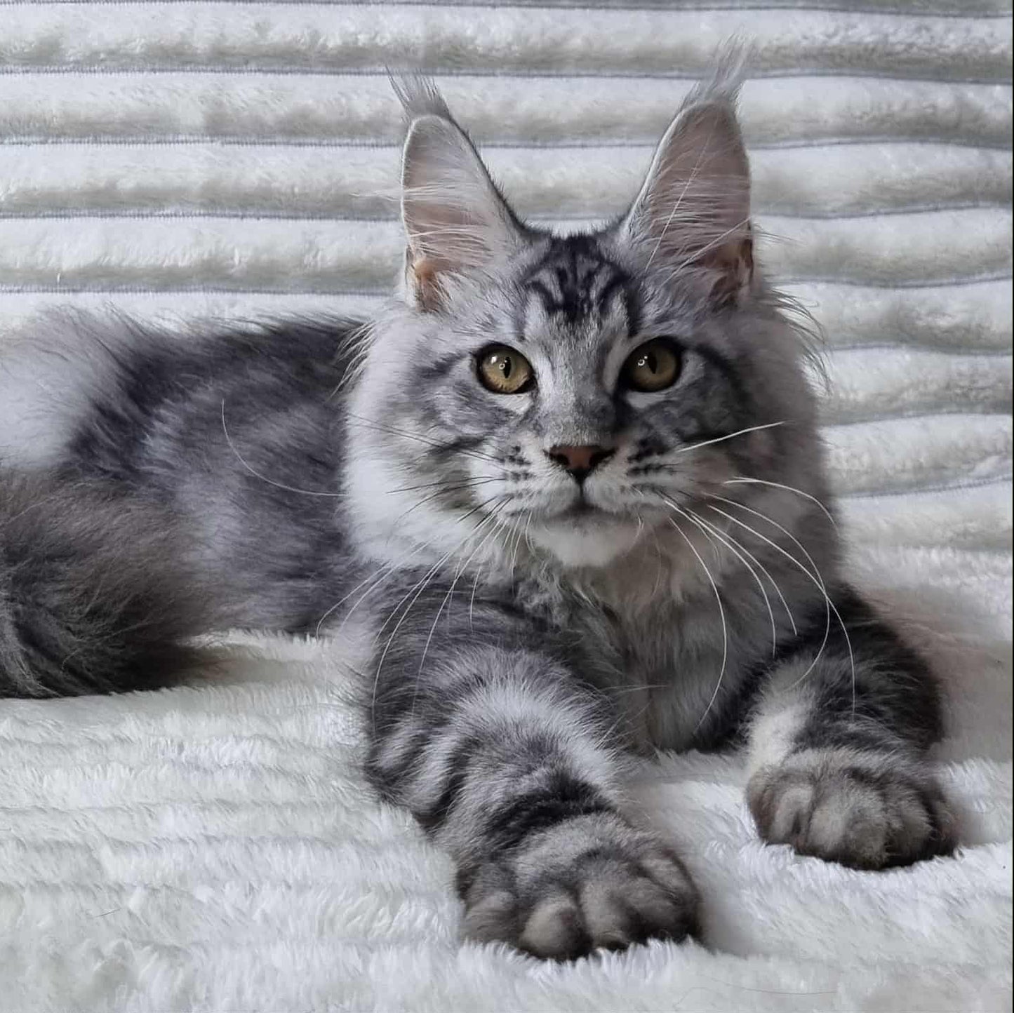 
                  
                    Olivia
                  
                