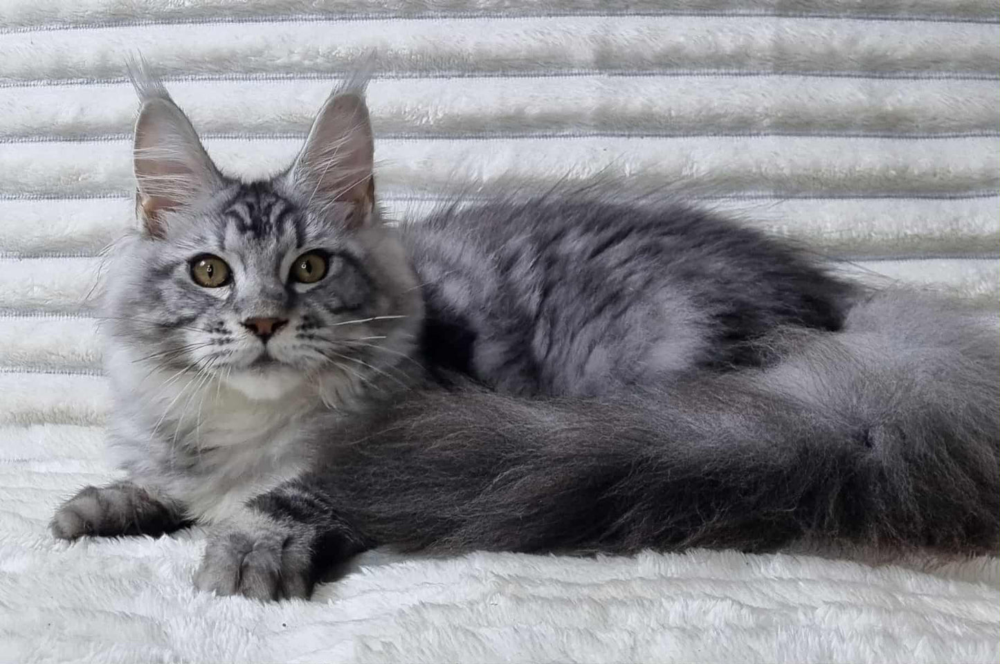 
                  
                    Olivia
                  
                