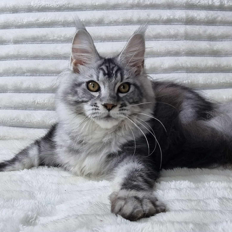 Olivia