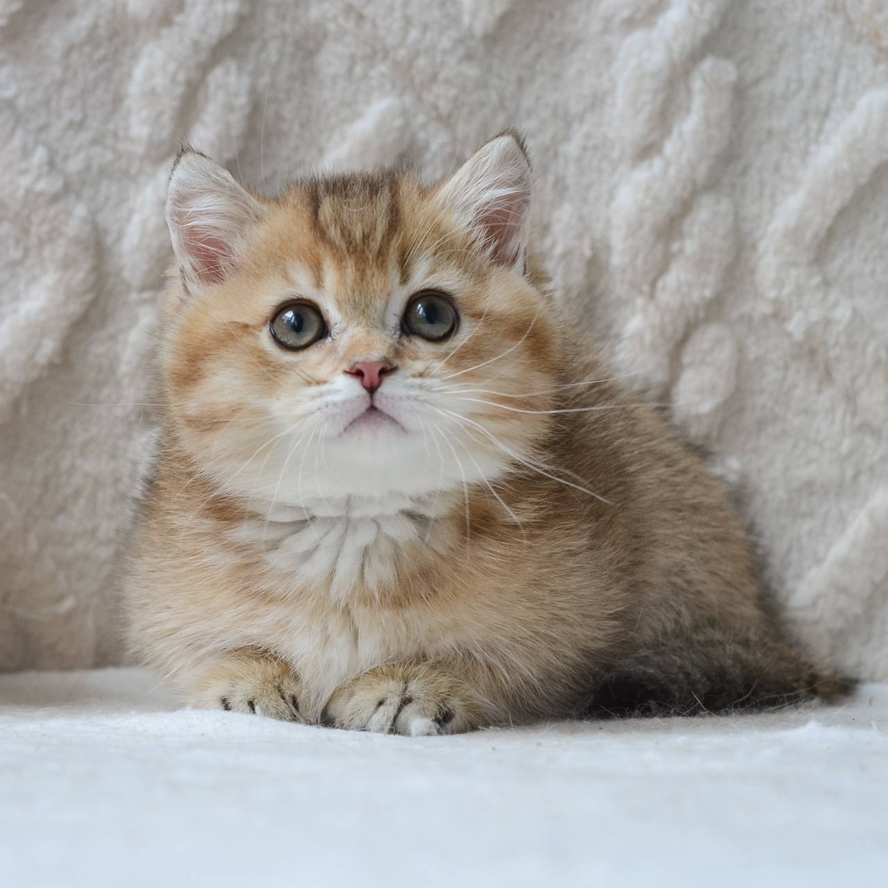 
                  
                    Benny
                  
                