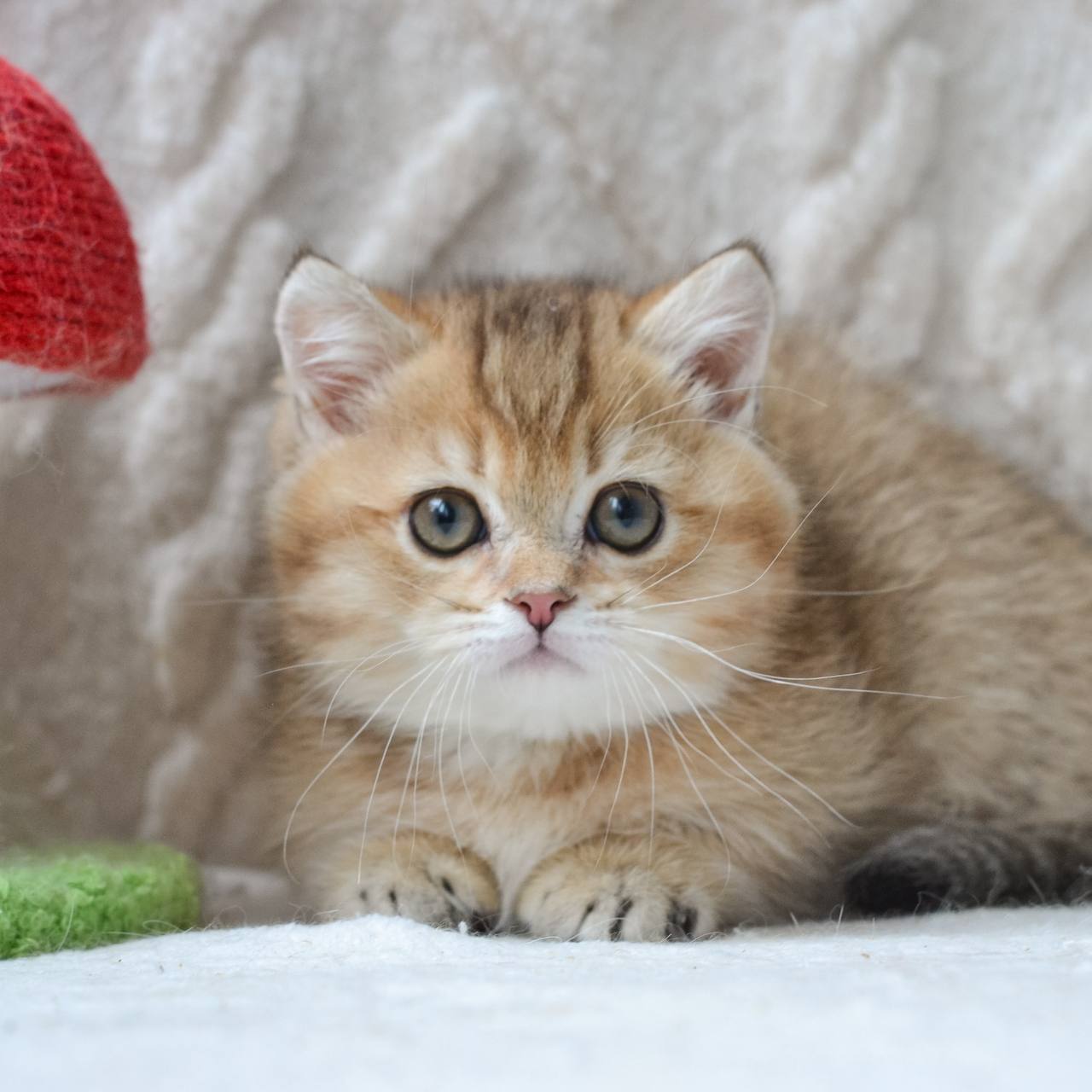 
                  
                    Benny
                  
                
