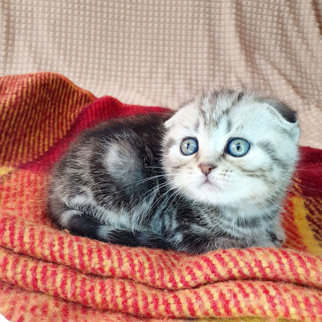 
                  
                    Milky
                  
                