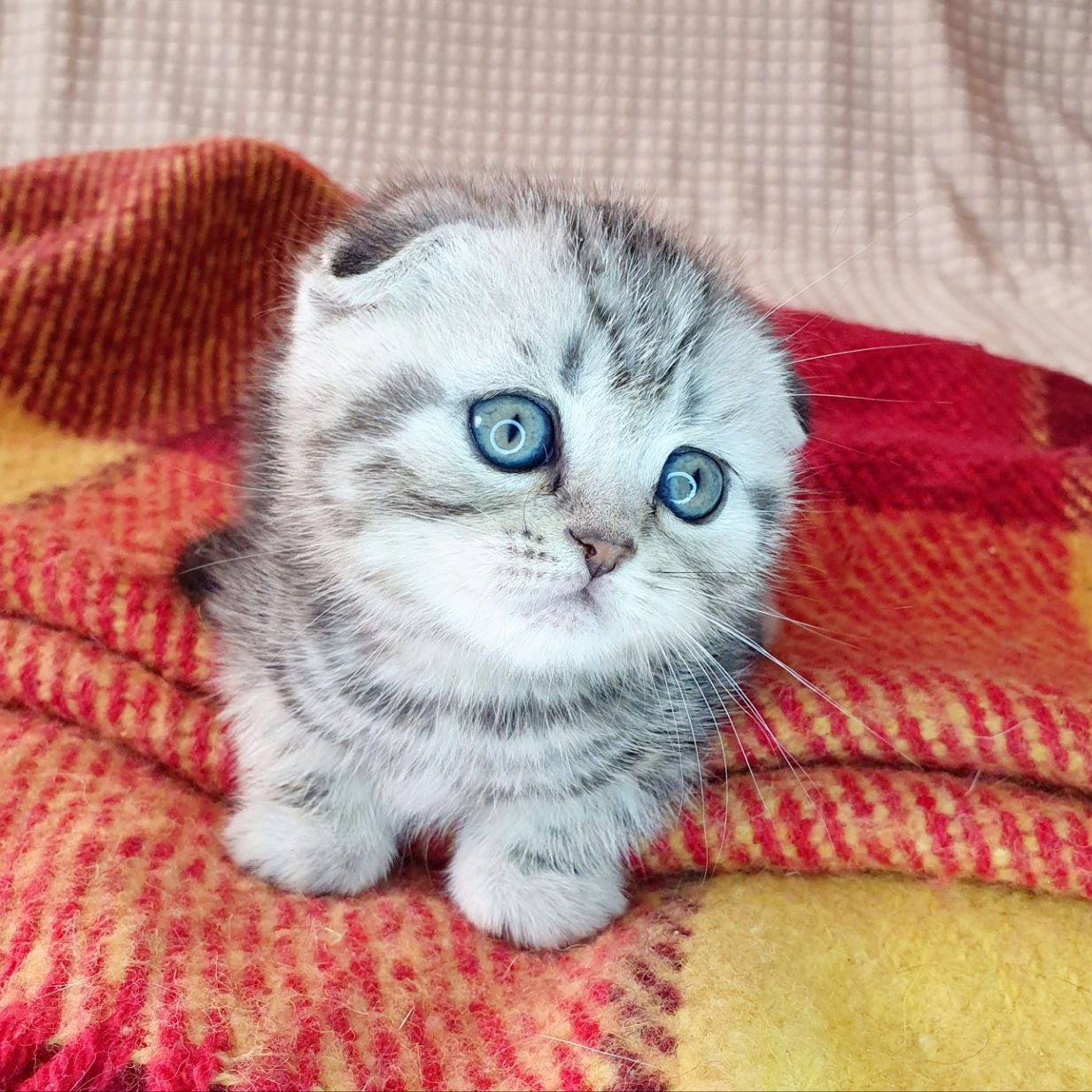 
                  
                    Milky
                  
                