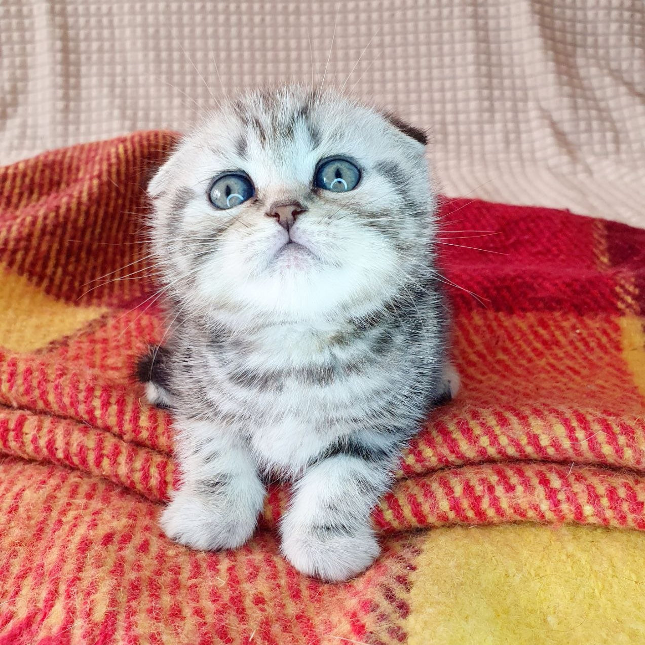 
                  
                    Milky
                  
                