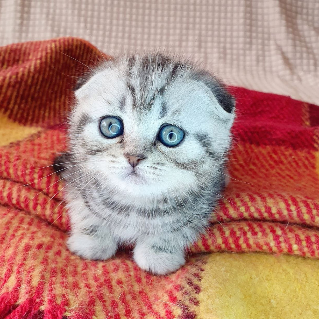 
                  
                    Milky
                  
                