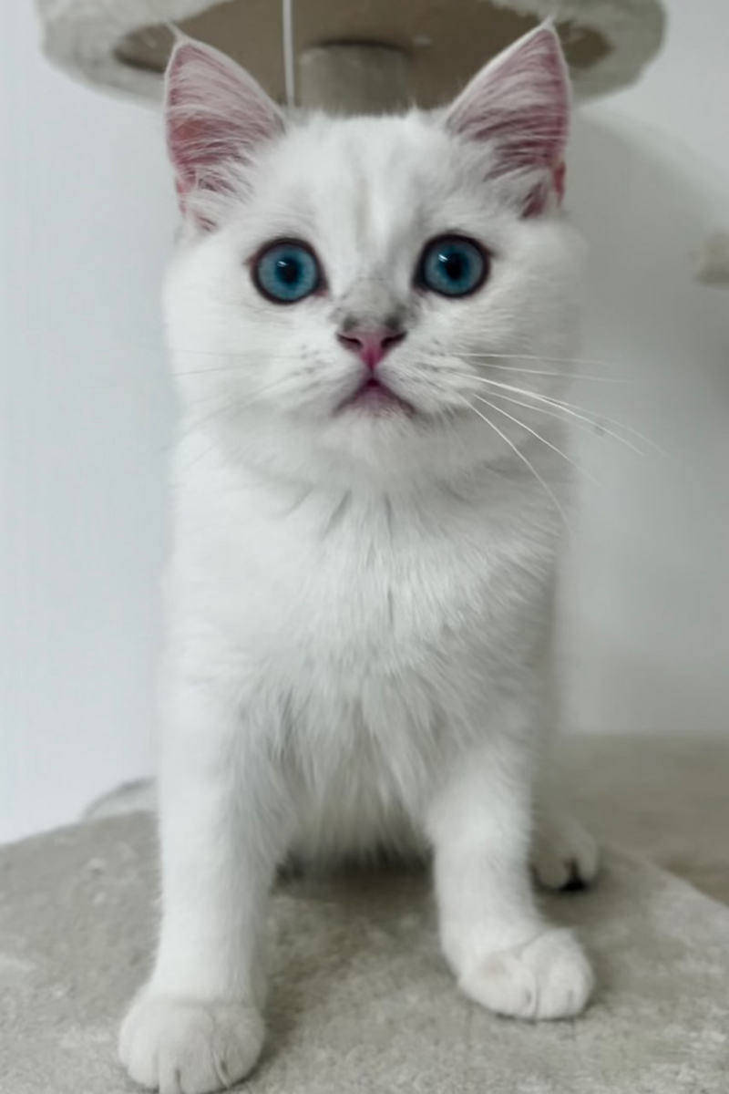 Focus