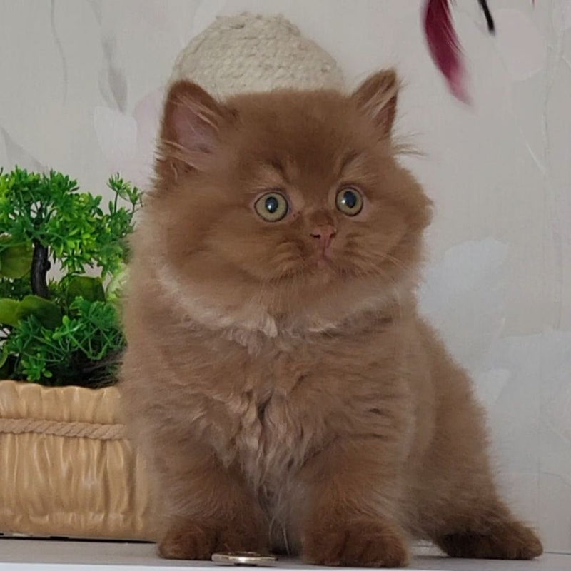 Marsel