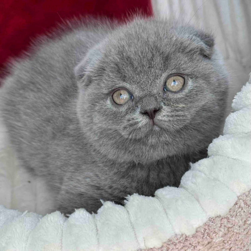 Willow