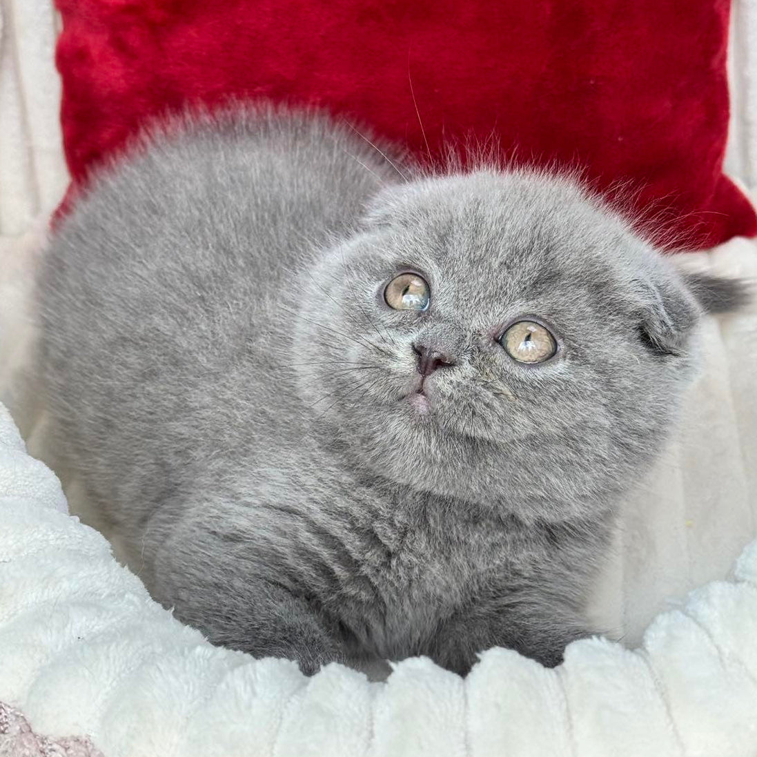 
                  
                    Willow
                  
                