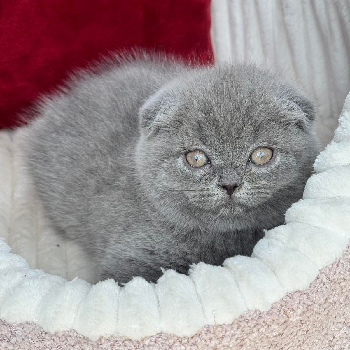
                  
                    Willow
                  
                