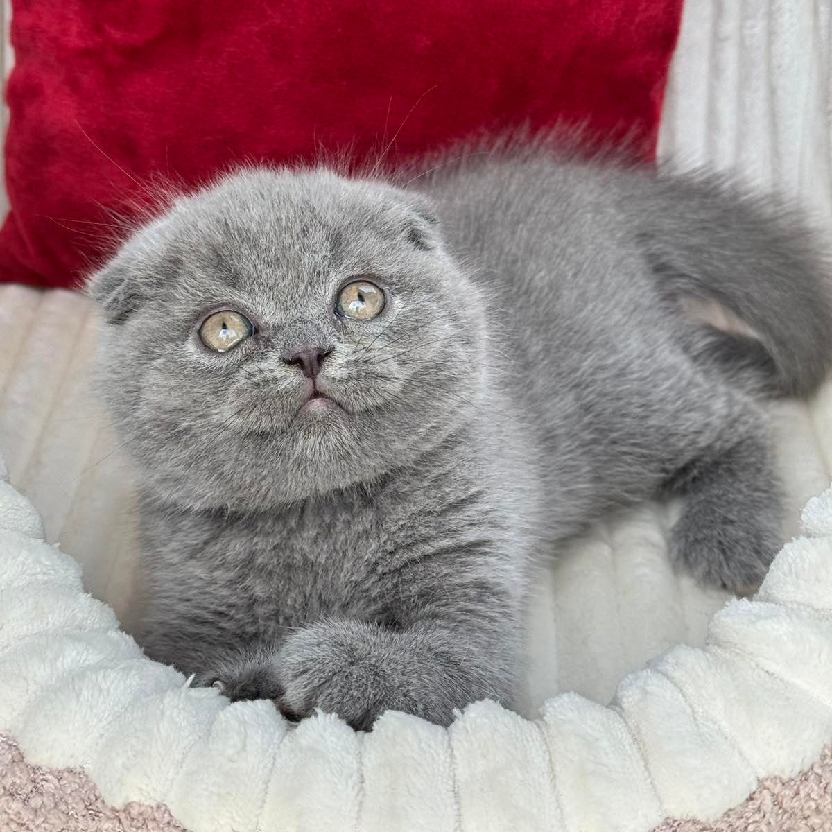 
                  
                    Willow
                  
                