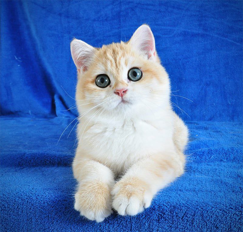 Elvis