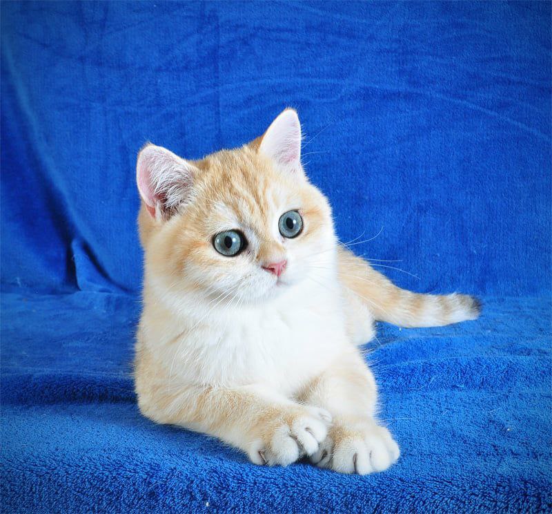 
                  
                    Elvis
                  
                