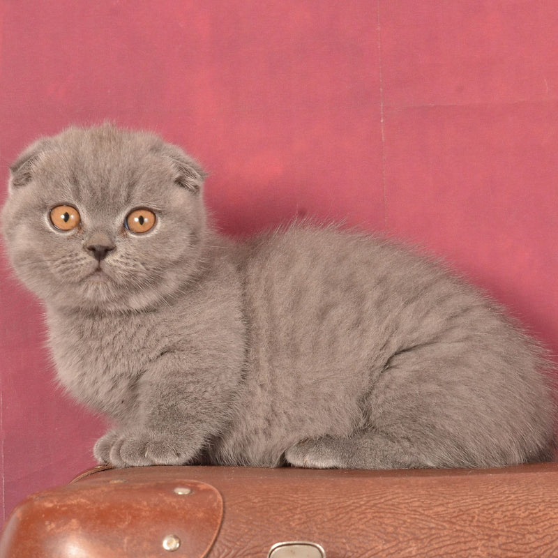 Marshmallow