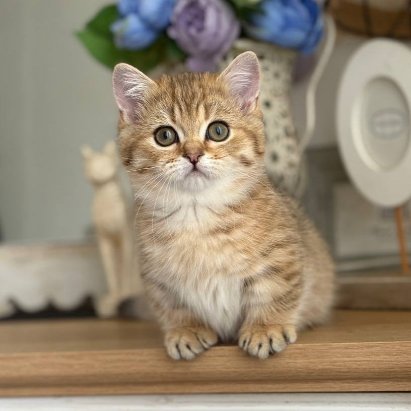 
                  
                    Misha
                  
                