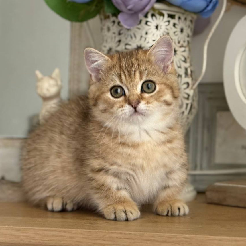 
                  
                    Misha
                  
                