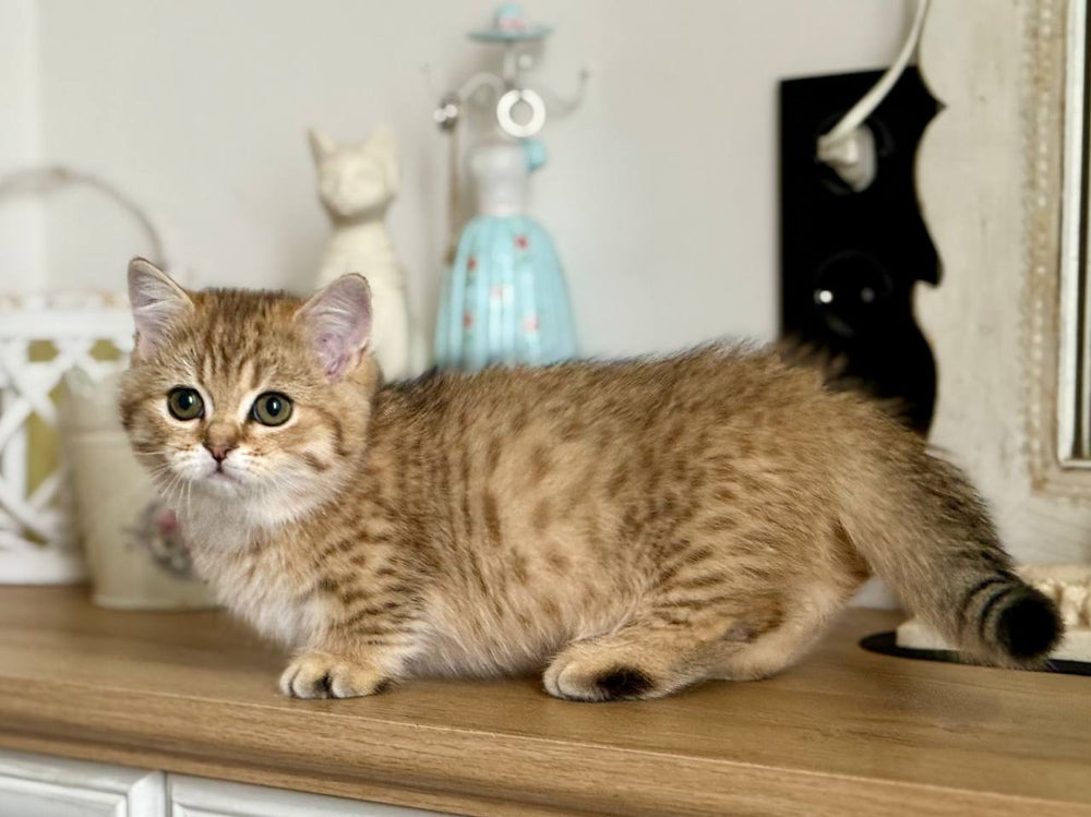 
                  
                    Misha
                  
                
