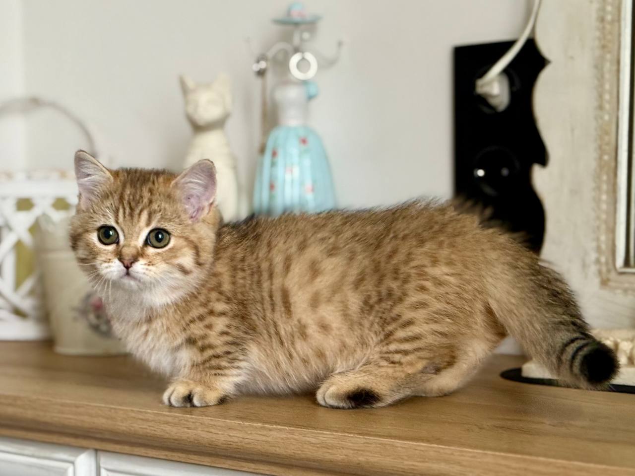 
                  
                    Misha
                  
                
