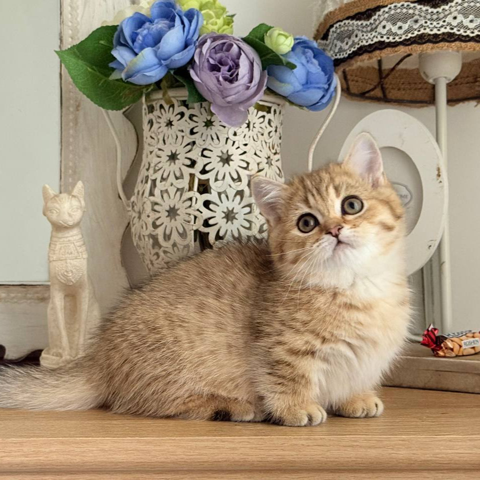 
                  
                    Misha
                  
                