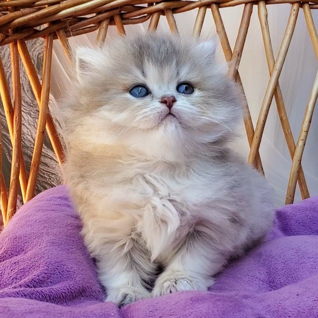 
                  
                    Zlata
                  
                