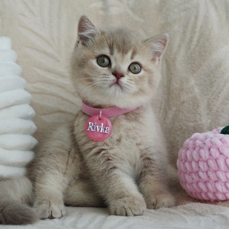 Rivka