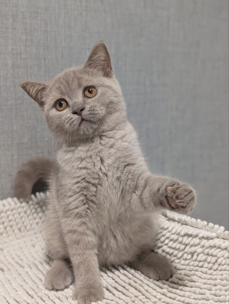 Bella